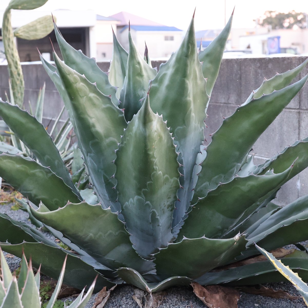 アガベ天国 on X: 