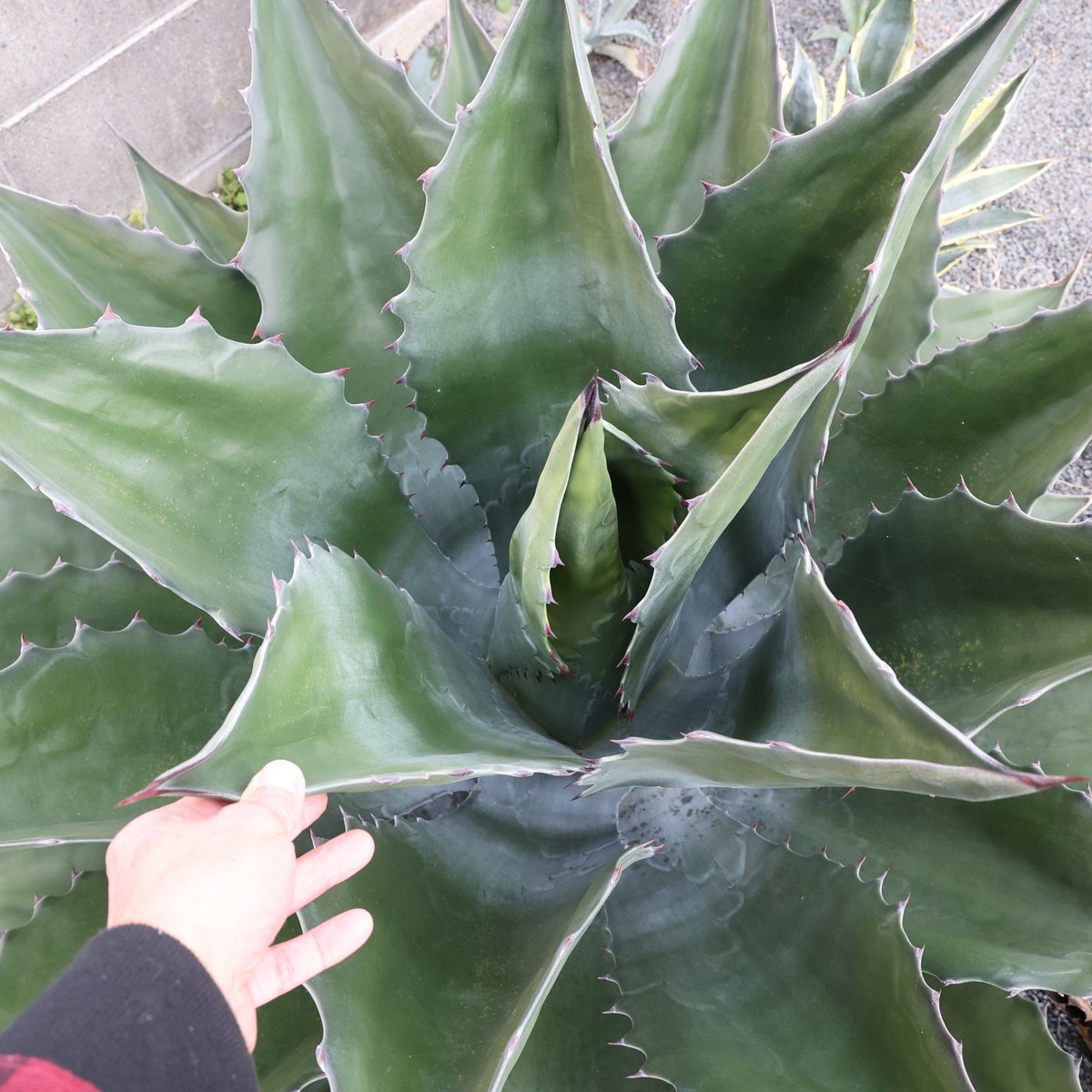 Agave salmiana var. ferox “Green Goblet” アガベ グリーンゴブレット