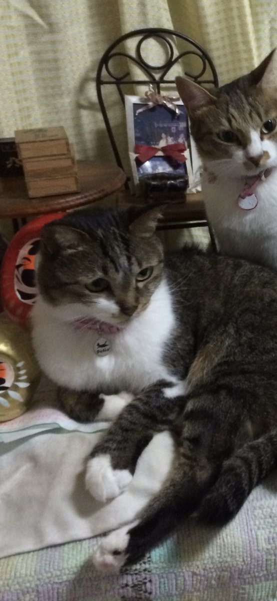 aketyan35's tweet photo. 東京都瑞穂町むさし野2町目
迷子猫探しています。
111歳のお腹と足が白く背中がキジトラしっぽが長くて、紺に白の唐草模様の首輪です。
情報お願いします🥲
#拡散希望#迷い猫　#迷い猫瑞穂町むさし野　#拡散希望　#11歳メス　#しっぽの長いキジトラ　#情報下さい https://t.co/eu7OJA6Z3F
