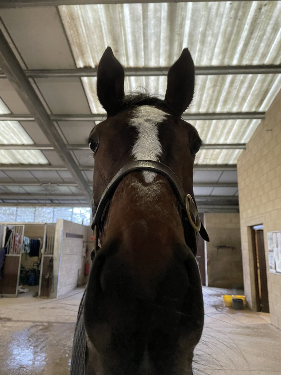 Good morning from eggsy! Have a great week end. #nhracing #noelwilliamsracing