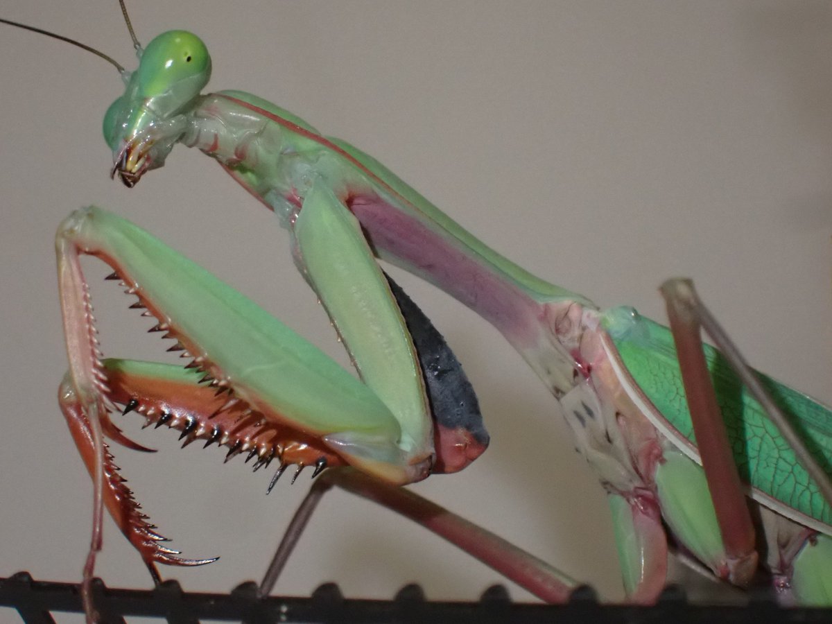 語彙力を失った生き物 「ジャイアントオーストラリアンレイン