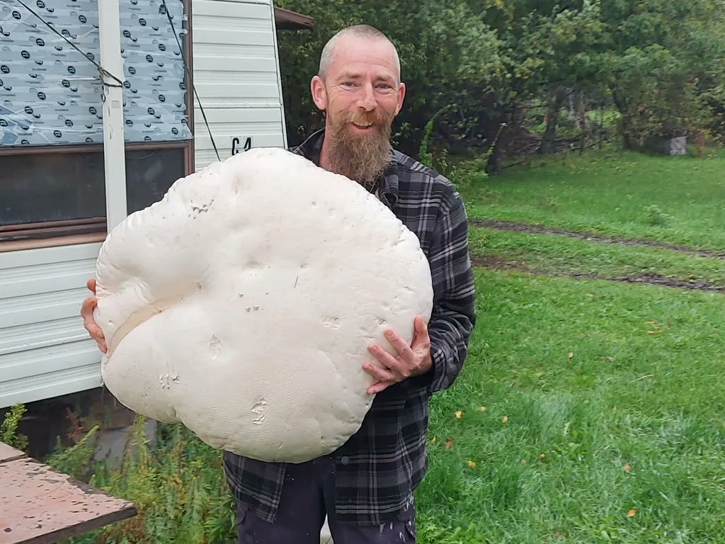 DailyTinyStory's tweet photo. For something a bit different, why not grow your own mushrooms at home? Not as complicated as you might think! Although mushrooms do grow in the wild, it’s safer to grow your own than risk foraging. You’ll know exactly what you’re eating and you can watch them as they fruit... https://t.co/B5M1hPfjgd
