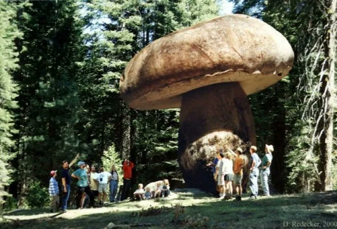 NewDailyStory's tweet photo. For something a bit different, why not grow your own mushrooms at home? Not as complicated as you might think! Although mushrooms do grow in the wild, it’s safer to grow your own than risk foraging. You’ll know exactly what you’re eating and you can watch them as they fruit... ht https://t.co/CfzC5UZDq2