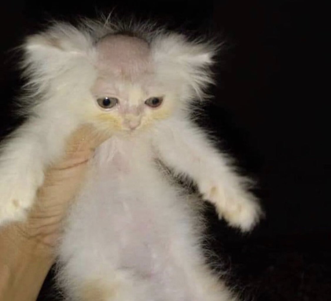 𝔧𝔞𝔷 ♱ tweet media