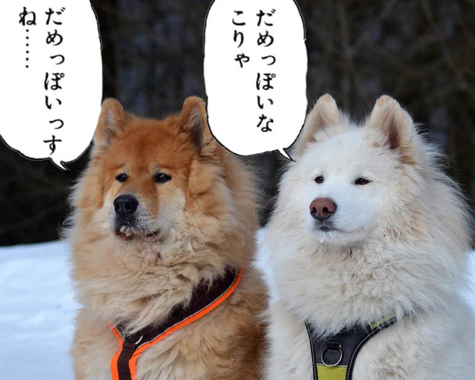 @QhZvAQkrgTGb3nl この状況を招いた運営が全部悪いなコレ
対応を間違ったらサ終も見えると思う
その前にこういうミスすんなって話だけどさ? 