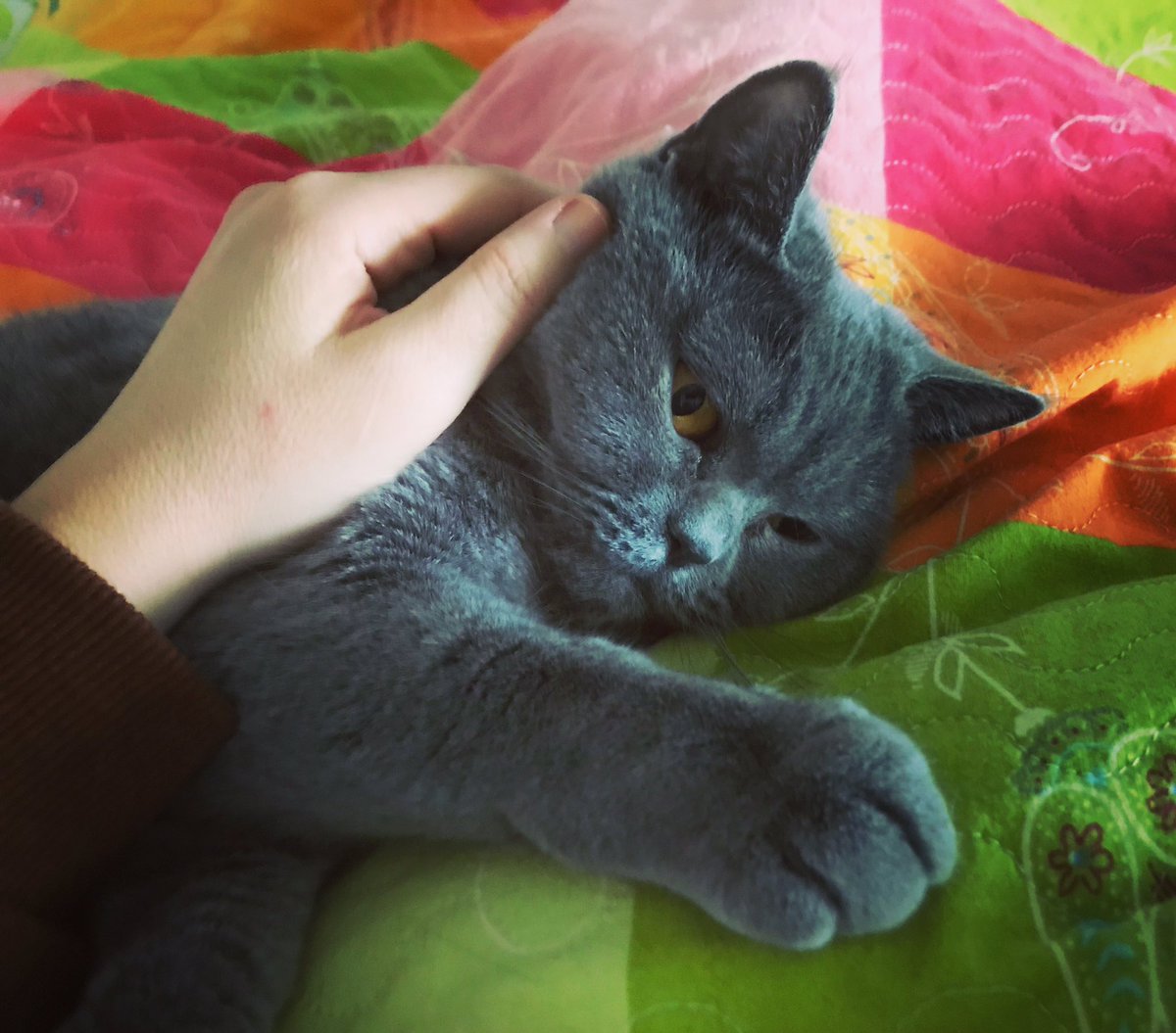 ozlmvural's tweet photo. Acilciyle yaşayan kedi olmak ta zor be . Bu kadar yaş mamaya, bu kadar negatif enerji temizlenmez.Çip taktırıp, vize işlemlerine başlamalı. Bezdum ha … Acilcilerle yaşayan patililer birleşin. @acilsariseron @EgeAcil @TrTATD @tatdoga @dr_bahe @ozgurozen80 @acilci_net #patilidost https://t.co/S6ZRRNnfqZ