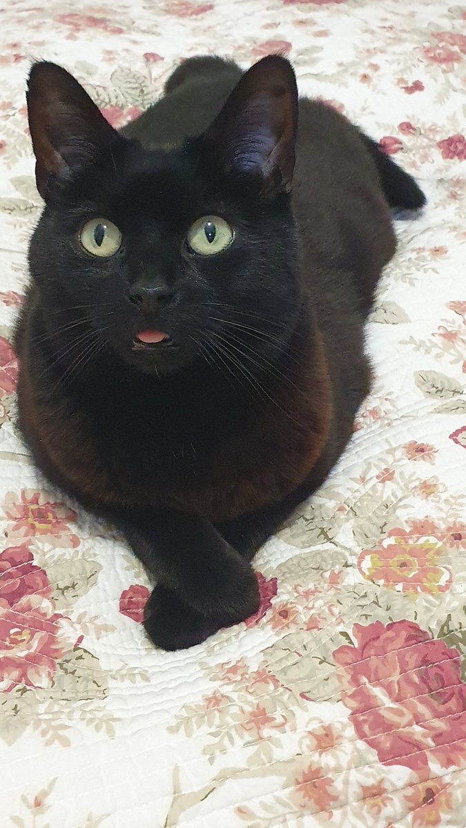 Penny Pepper tweet media