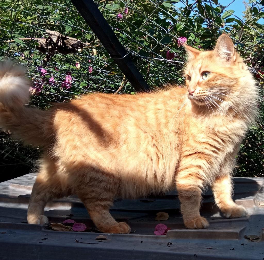 Juanma_PR79's tweet photo. En pocos días una casa refugio (en Sevilla) se ve obligada a cerrar y 25 #gatos se verán en la calle. Necesitan #adopción urgente o casa de acogida.
Interesados llamar a 657 01 72 87.
Posibilidad de viajar.

Se agradece toda difusión posible.
Pongo más abajo algunos de ellos.⬇️⬇️ https://t.co/EG9sNKAOnD