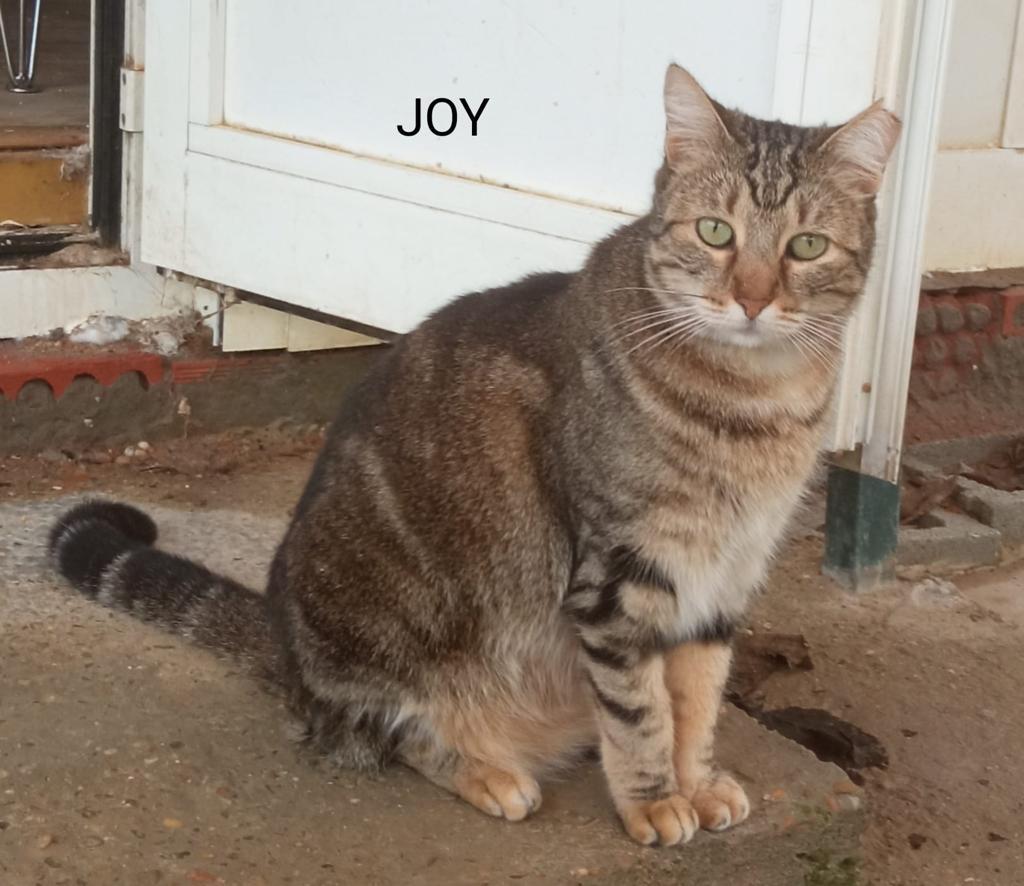 Juanma_PR79's tweet photo. En pocos días una casa refugio (en Sevilla) se ve obligada a cerrar y 25 #gatos se verán en la calle. Necesitan #adopción urgente o casa de acogida.
Interesados llamar a 657 01 72 87.
Posibilidad de viajar.

Se agradece toda difusión posible.
Pongo más abajo algunos de ellos.⬇️⬇️ https://t.co/EG9sNKAOnD