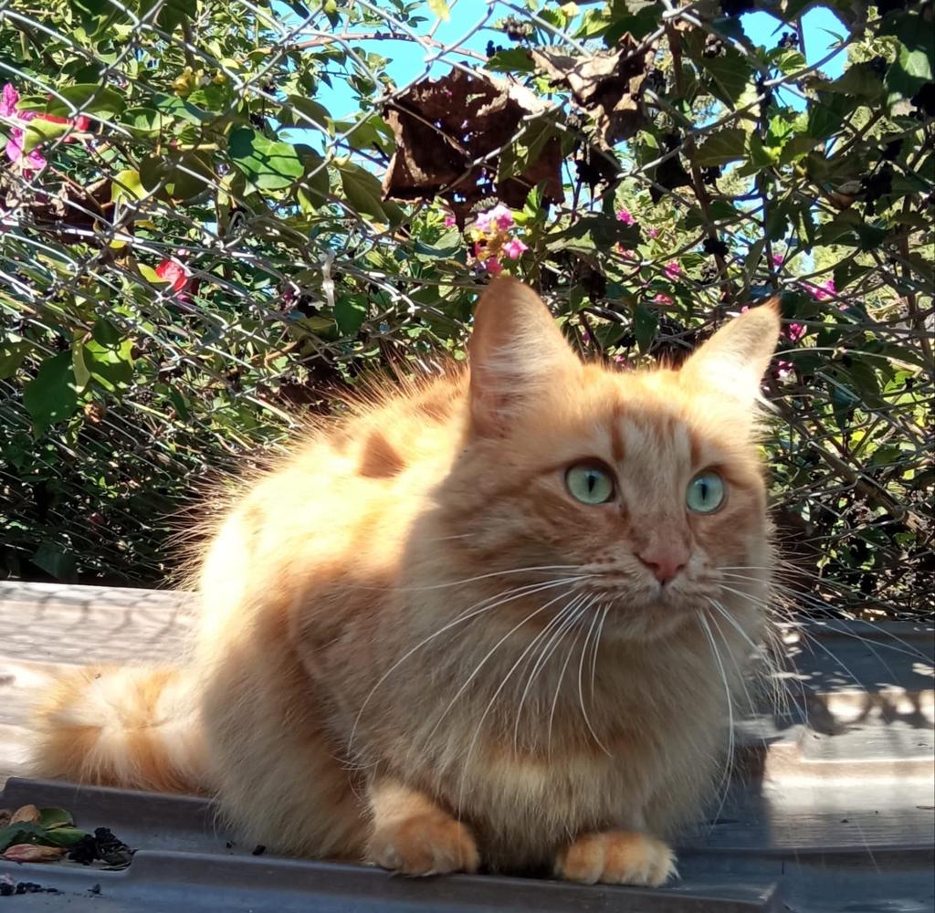 Juanma_PR79's tweet photo. En pocos días una casa refugio (en Sevilla) se ve obligada a cerrar y 25 #gatos se verán en la calle. Necesitan #adopción urgente o casa de acogida.
Interesados llamar a 657 01 72 87.
Posibilidad de viajar.

Se agradece toda difusión posible.
Pongo más abajo algunos de ellos.⬇️⬇️ https://t.co/EG9sNKAOnD