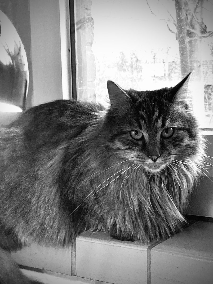 NadiaVanDessel's tweet photo. Bobbie does not like grey mornings.😼#caturday #catlover #ladybobbie #greysaturday https://t.co/82fuoWeAfi
