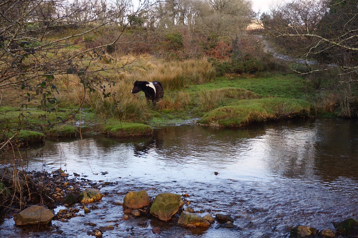 ℜ𝔞𝔠𝔥𝔢𝔩 𝔅𝔲𝔯𝔠𝔥 🦼📷 tweet media