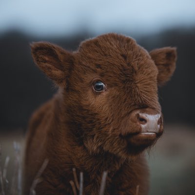 _rektnick's tweet photo. #NewProfilePic I got a new haircut so I made a selfie and updated my ProfilePic. What do you think? 

#welovetheteddycows
@opensea https://t.co/wtlhJYGMwx