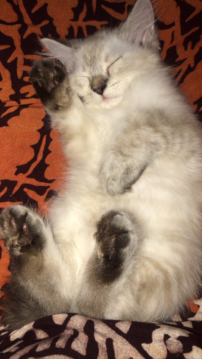 fiekaaadr's tweet photo. meowww https://t.co/jvAe1PsZB7