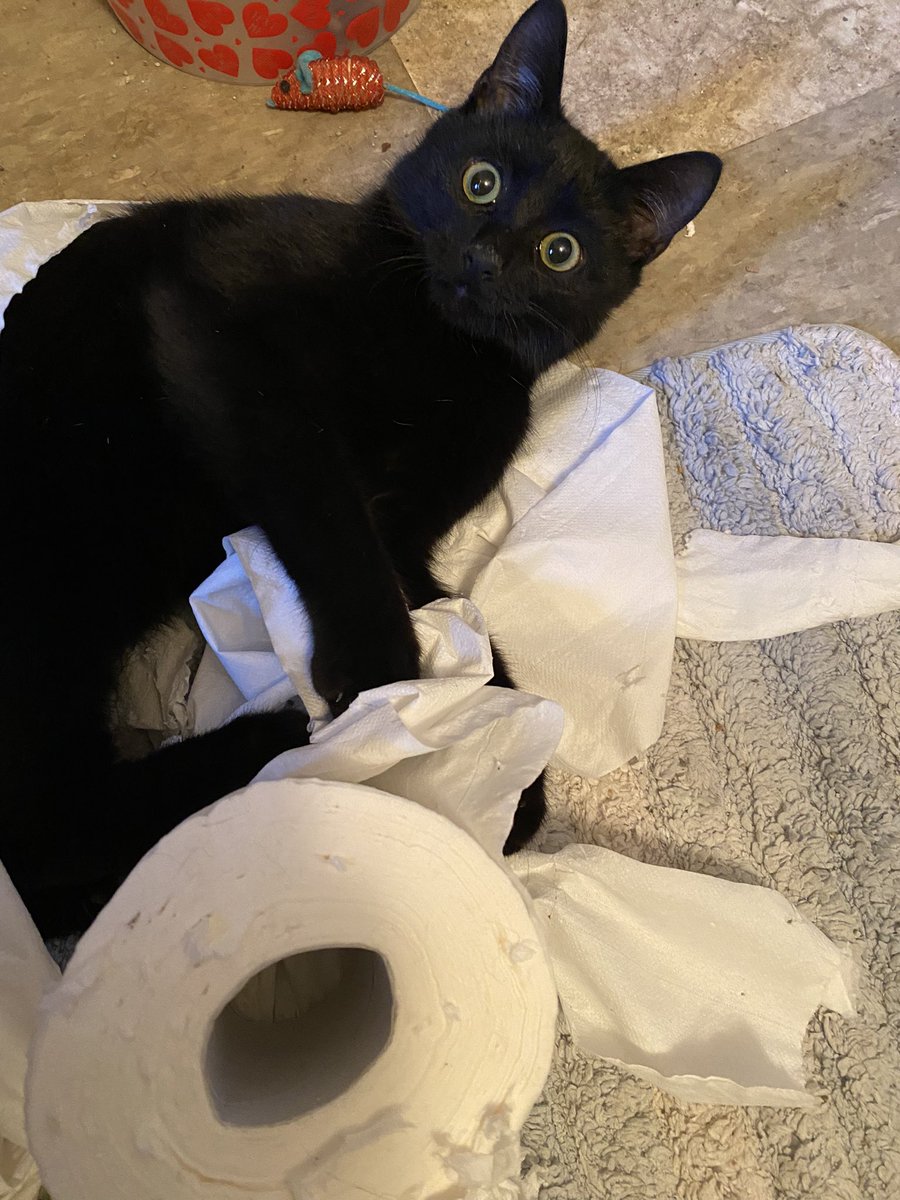 GeneralCattis's tweet photo. It may be the middle of the night, but Private Pawsley believes artistic inspiration can strike at any hour (and is shocked the human disagrees…)

#Caturday #KittensOfTwitter
#CatsOfTwitter https://t.co/aoHwN2JnAm