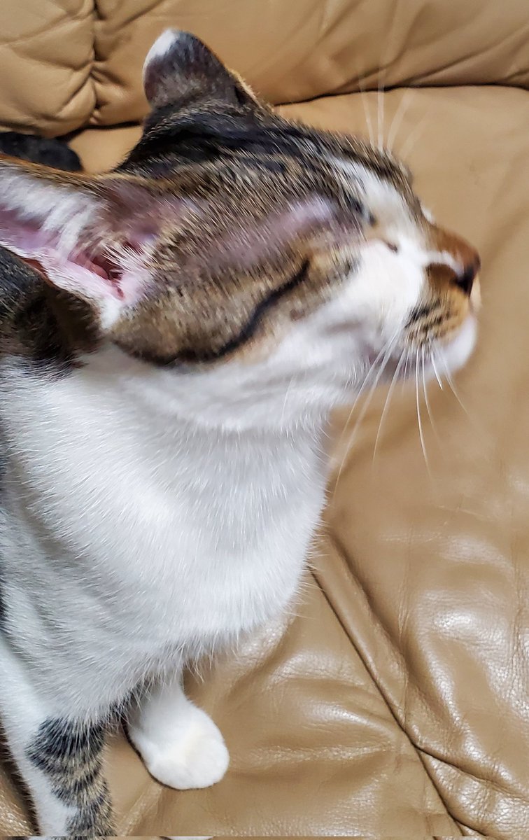unyah_cat's tweet photo. 仕事で欠席ぎみだったホットヨガへ。
身体が固い、マスク苦しい。でも水素サプリ飲んで汗かいて、スッキリ！
そして悪魔の誘惑・ミスドのヴィタメール…う、うまい～(^_^;) https://t.co/GSCrUvgkjs
