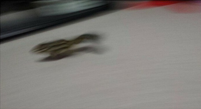 bighwanjang1's tweet image. 키우는 다람쥐 사진 인증