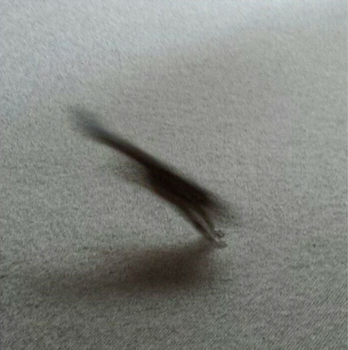 bighwanjang1's tweet image. 키우는 다람쥐 사진 인증