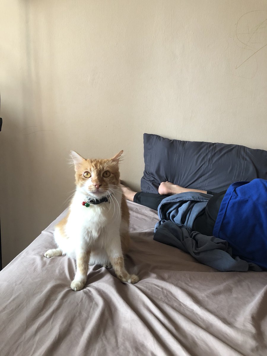 bobbyfabd's tweet photo. Hi everyone! Toby was found by my son earlier today around 2pm, luckily he was still around the housing area ! 

Thanks for all the retweets and love ! https://t.co/BvgmaARhFR