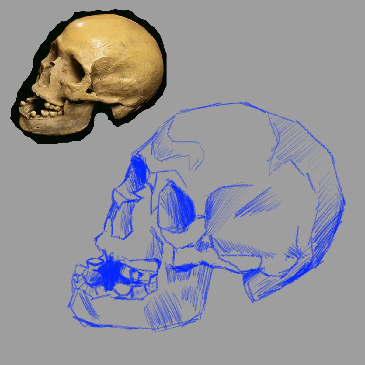 sardonicvisuals's tweet photo. skull study, pls like and rt if you like it😄 https://t.co/MecKXnVXIB