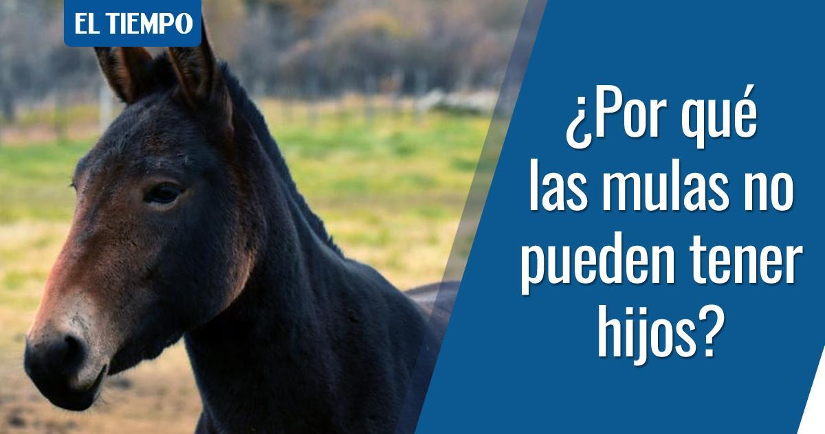 ¿Por qué la mula es un animal híbrido y no puede tener hijos? Conozca