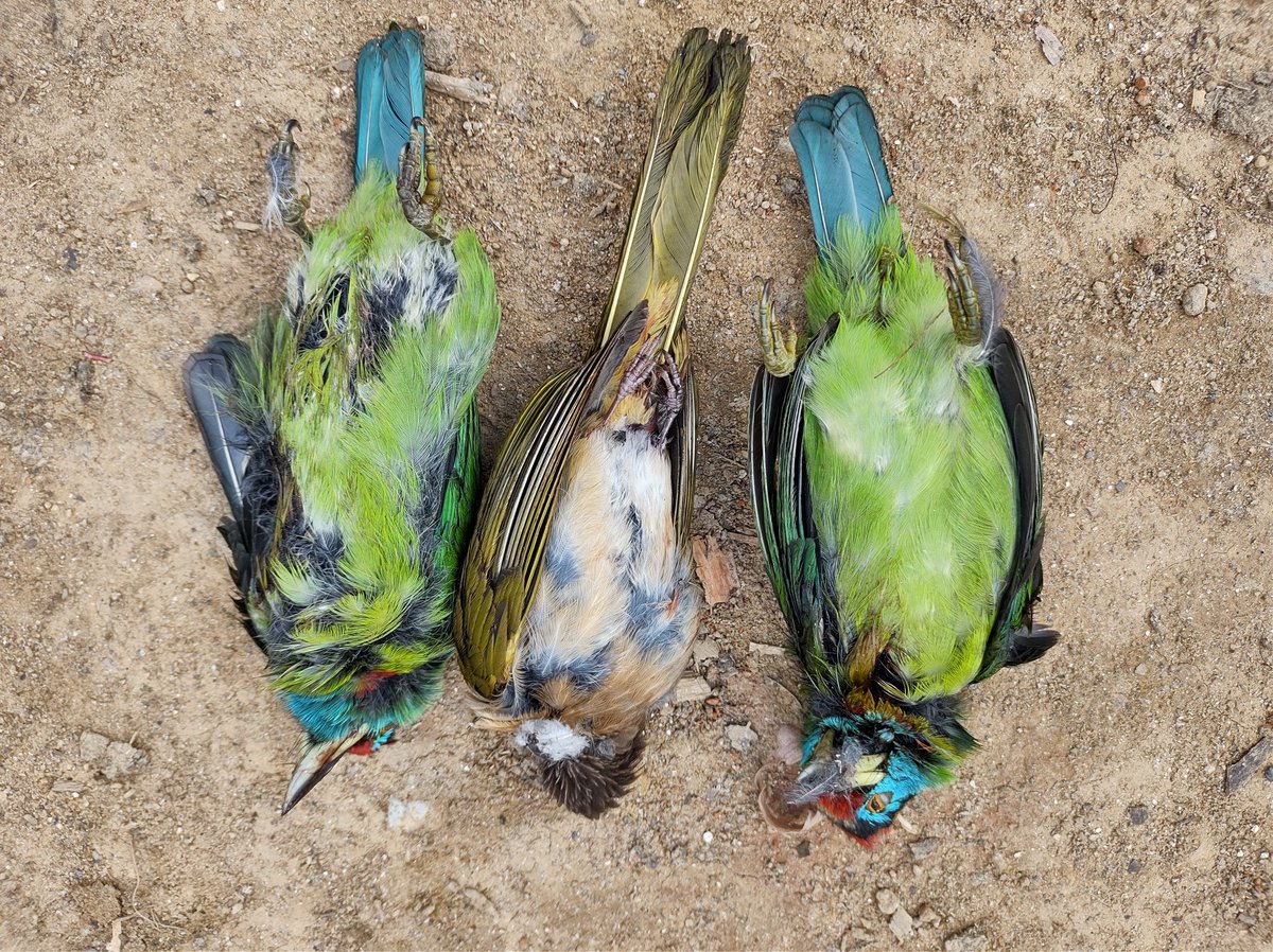 DfoSeppa's tweet photo. 3 dead birds recovered from a person during surprise checking in ningso village at 1:00 PM today..offence booked.
#SayNoToHunting
@ArunForests @NatungMama @dcseppa @SPEastKameng https://t.co/HDjh0NjV95
