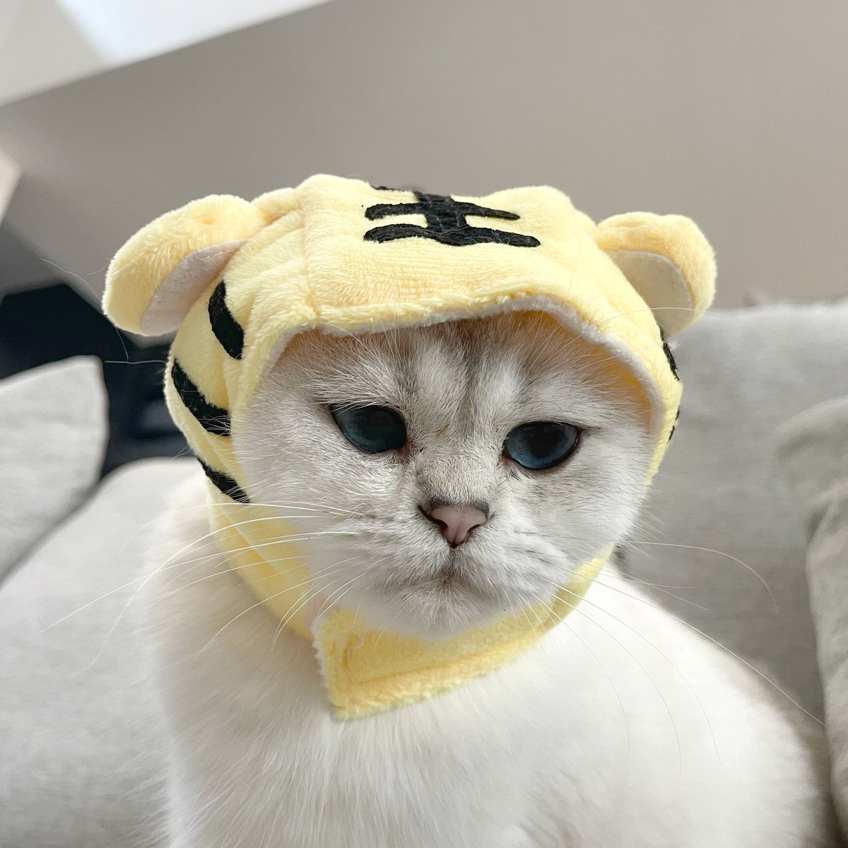 Bonusiie's tweet image. เป็งเสือ โฮกกโฮกก