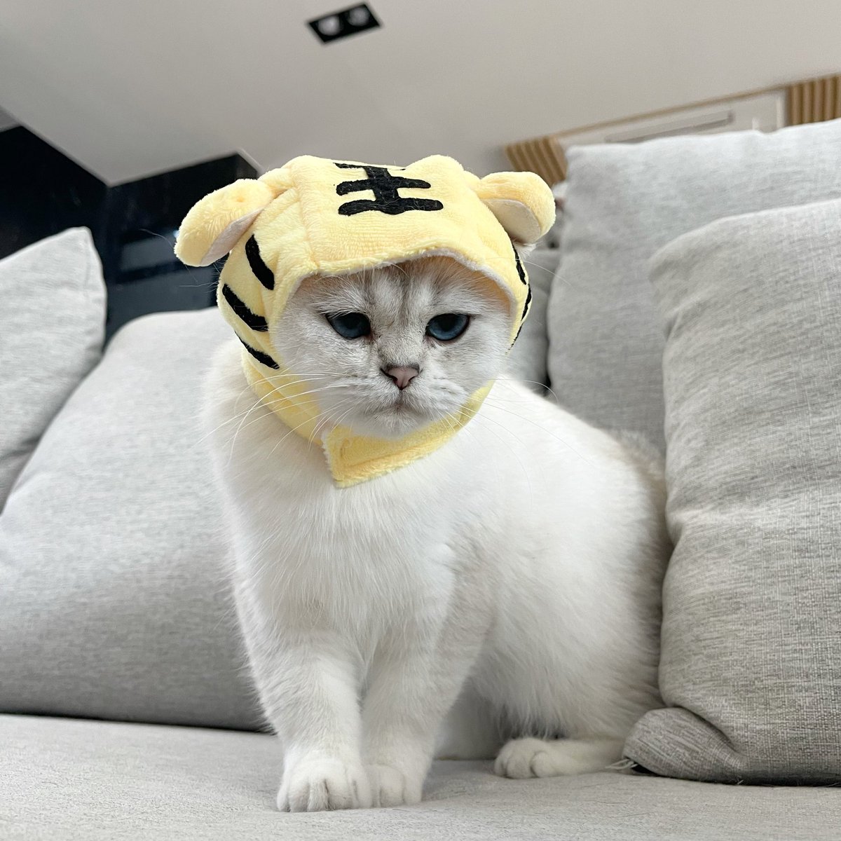 Bonusiie's tweet image. เป็งเสือ โฮกกโฮกก