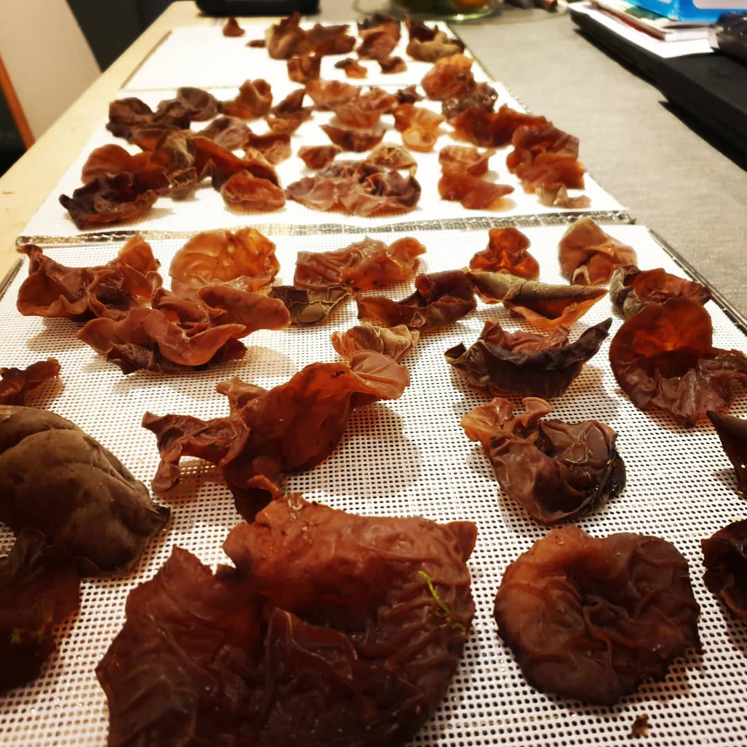 Prepping my Auricularia auricula-judae, black wood ears for my dehydrator (see previous post). Cant wait to cook an authentic hot and sour soup!!! My favourite ❤