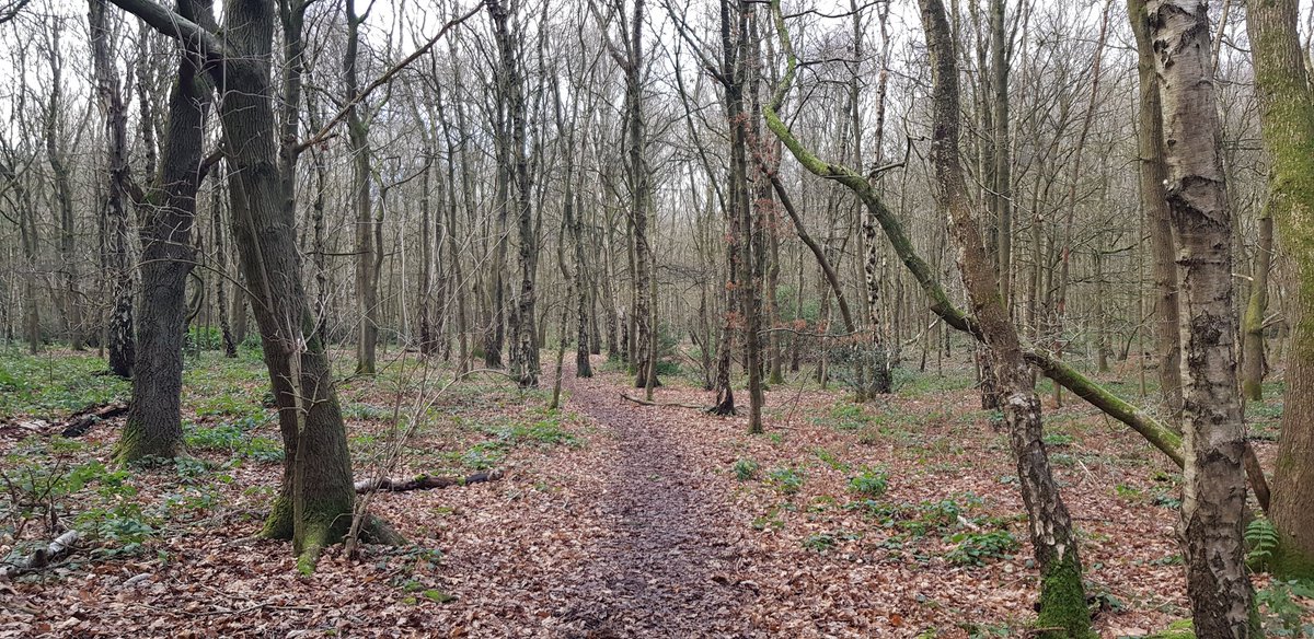 VeganTrailRunr's tweet photo. Morning @runningpunks. I'm in the woods again. Happy running. #UpThePunks #EhOohEhOoh https://t.co/P7Vph2S5pb