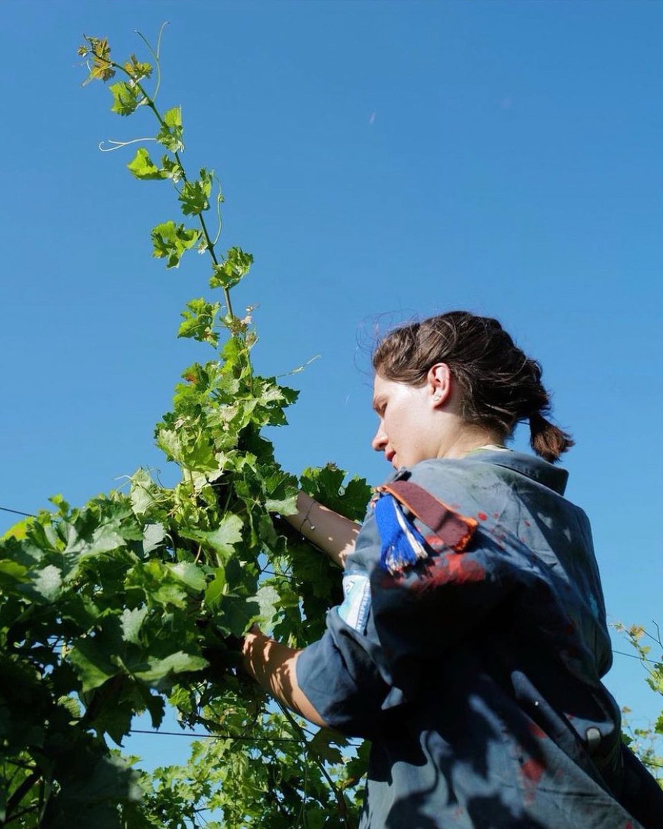VinsdeBordeaux's tweet photo. Bonne fête à tous nos #vignerons 🧑🏻‍🌾���� c’est la #SaintVincent aujourd’hui !
💚 Merci à vous de créer des #vinsdeBordeaux toujours plus #engagés pour l’environnement 🌍 https://t.co/LkrWkEt5gN