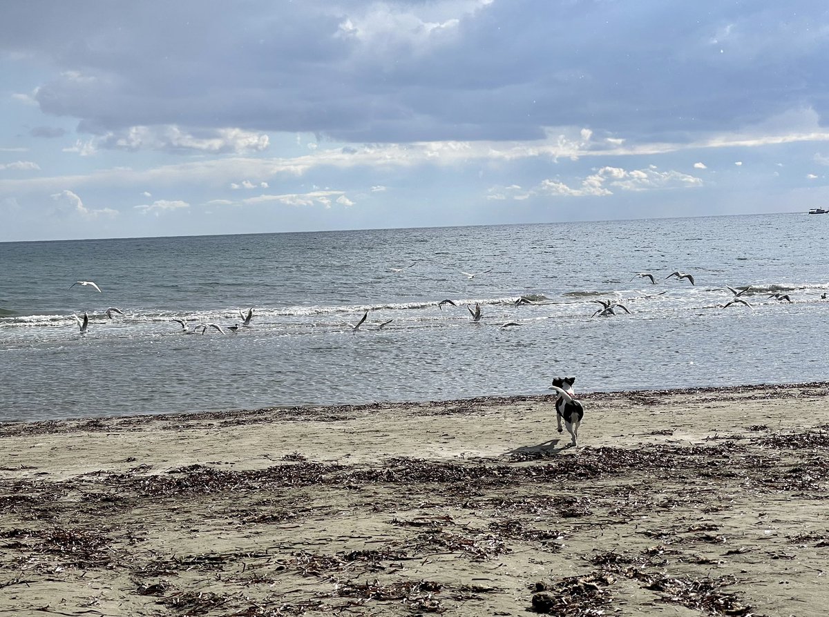 eevriviades's tweet photo. Larnaca this morning with my daddy ❤️

#Argos 🐾

p.s. Reminded me of Jonathan Livingston’s novel “Seagull”. Life. Flight. Homily about self-perfection…

#Cyprus #visitCyprus #loveCyprus #beautifulCyprus #Larnaca #Larnaka #beach #sun #nature https://t.co/5dRbLarcXT