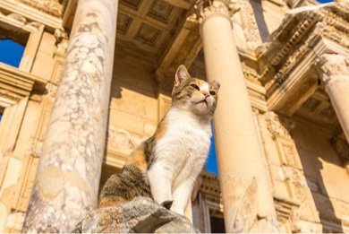 GrecianGirly's tweet image. 🏛 Ephesus Cat! 🐈
#ClassicalCats #Caturday #LibraryofCelsus
