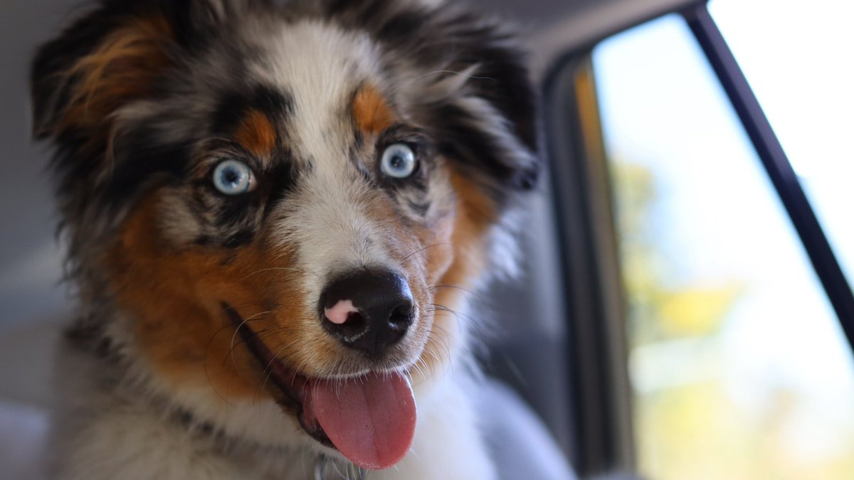 It's dog license renewal time! For more information and ways to pay, please visit: oakbay.ca/municipal-serv…