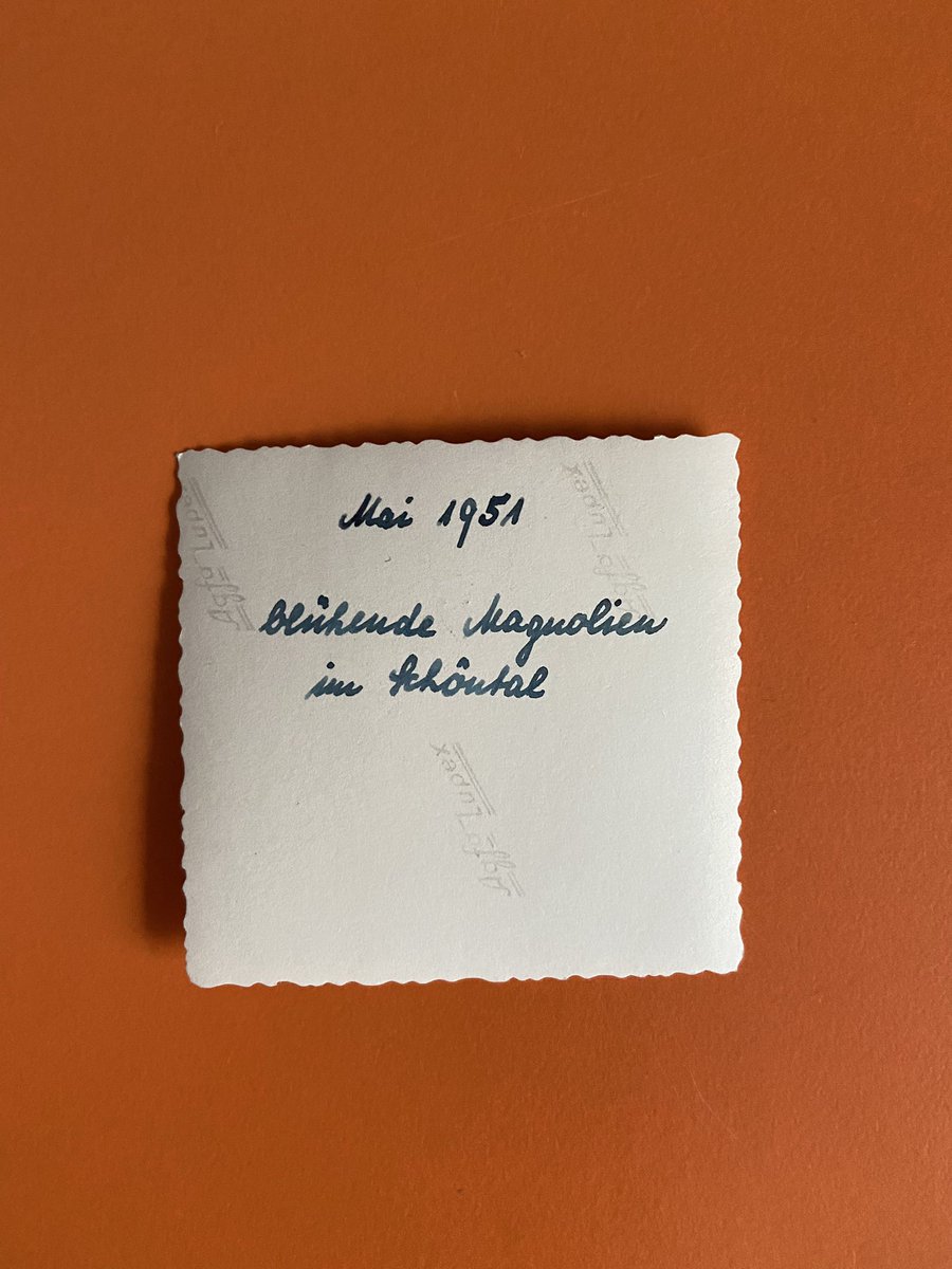 Blühende Magnolien im Schöntal

Mai 1951