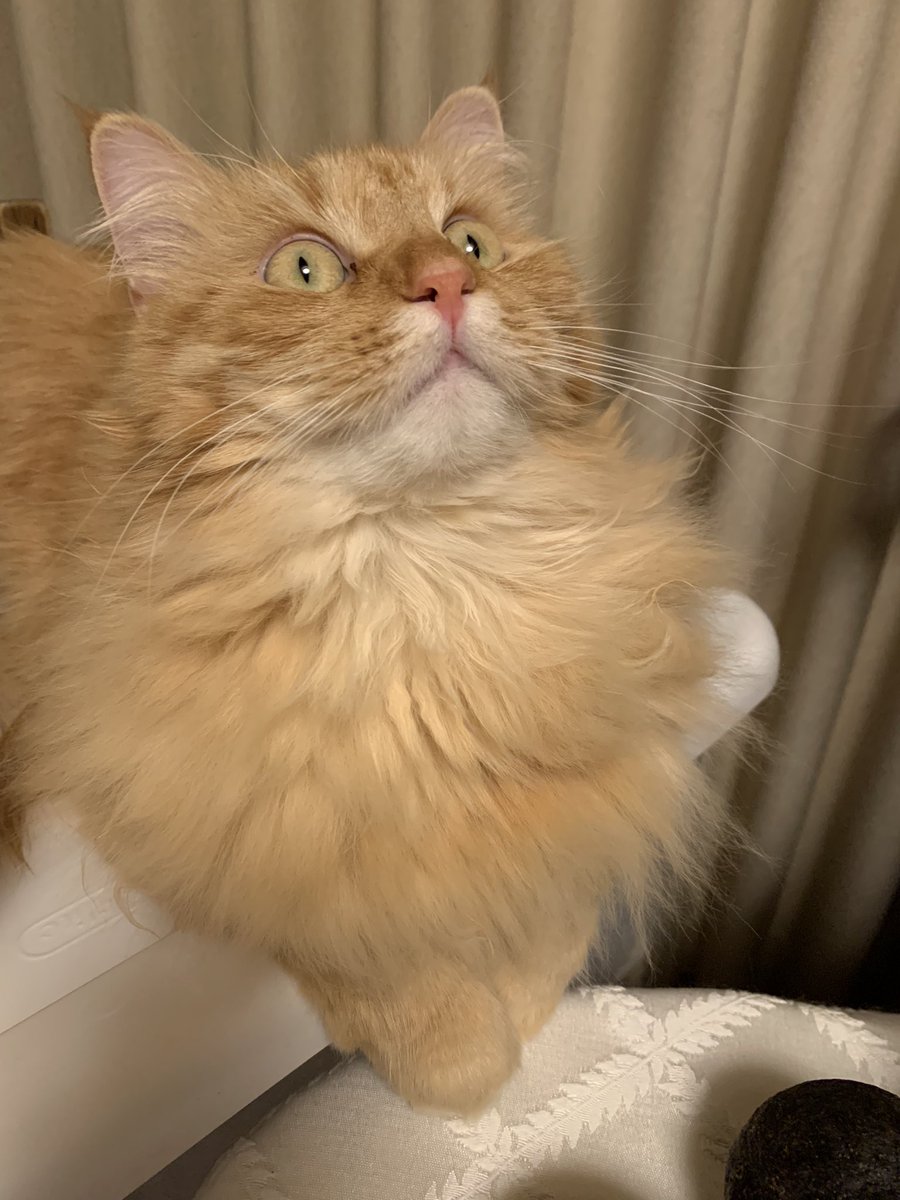 nyckittens's tweet photo. #Caturday https://t.co/Wbh4SL2Ea5