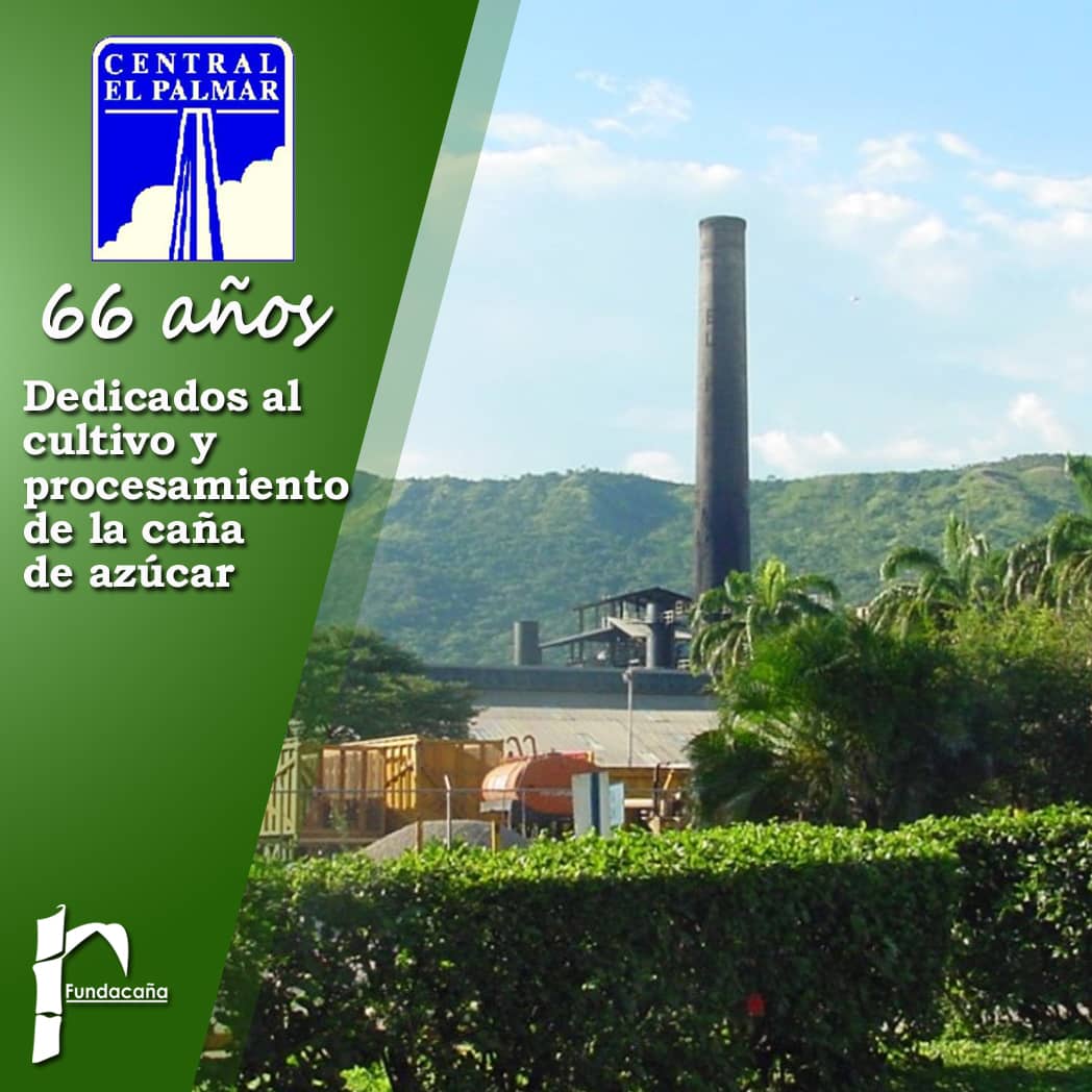 Fundacana's tweet photo. Iniciaron su primera zafra en enero del año 1956 

66 años después continúan dedicados al cultivo y procesamiento d la caña d azúcar para la obtención de azúcar refinada

A nuestros amigos del Central El Palmar, S.A auguramos muchos años más comprometidos con el país

Felicidades https://t.co/K8z2NVQEmq
