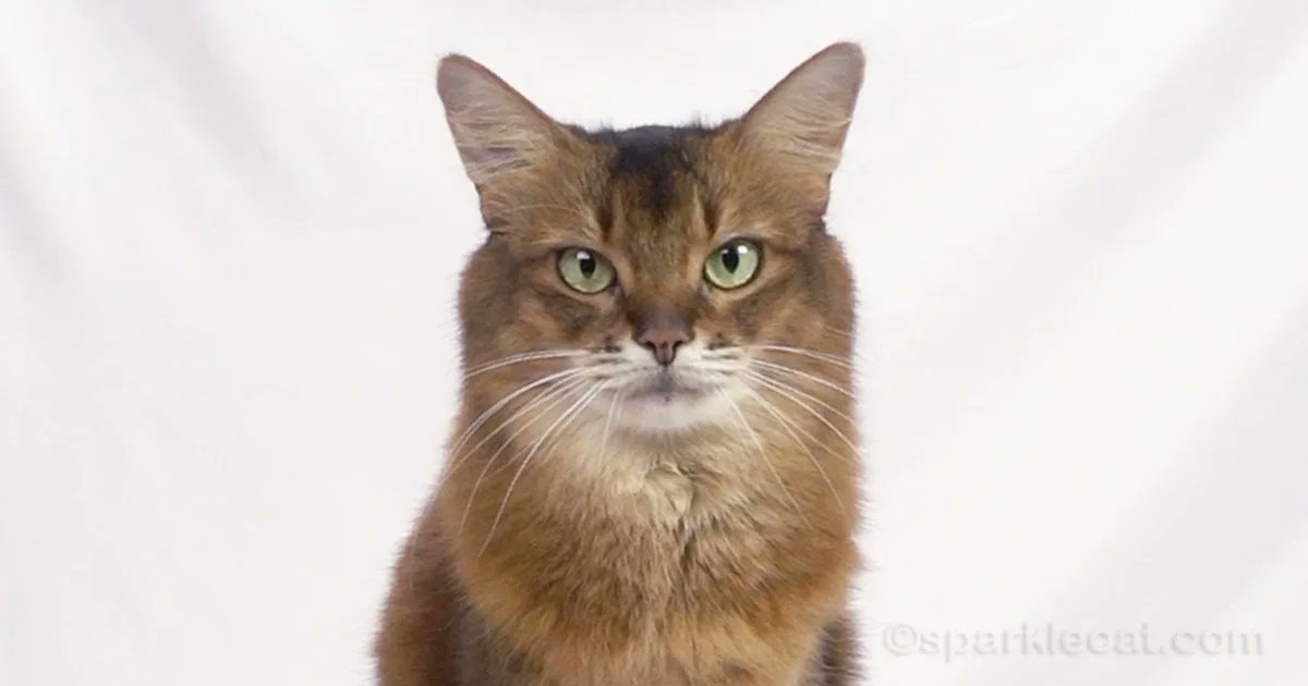 sparklecat's tweet photo. It’s National Answer Your Cat’s Question Day! And my human has some answers for questions asked by my readers’ cats in today’s blog post: https://t.co/hsLzpNBAjb #answeryourcatsquestionday #catsoftwitter #catquestions https://t.co/4aAbk3rLEL