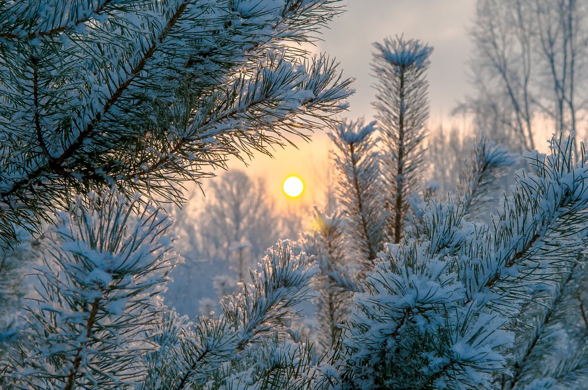 vova_ru's tweet photo. #Красноярск Вот и день прибавляет минуты...  22 января 2022 года на о.Отдыха.  #nikond300s https://t.co/ywMUFi1jO3