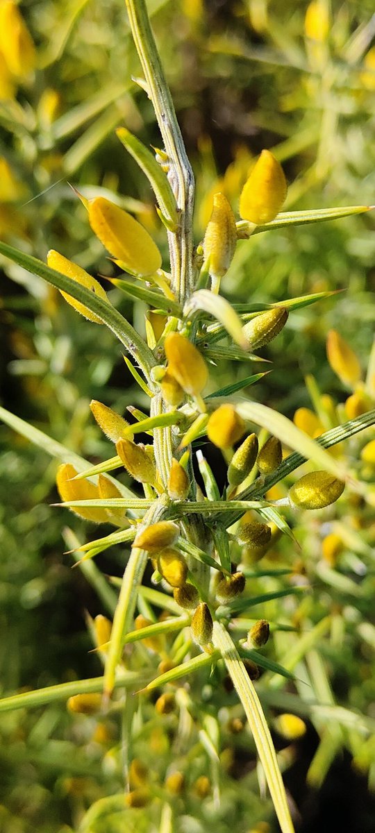 El retamo espinoso, espinillo o tojo tiene sus hojas convertidas en espinas. Este arbusto desplaza de su alrededor a otras especies, aunque es autóctona del norte de España es considerada una de las 100 especies invasoras más dañinas.