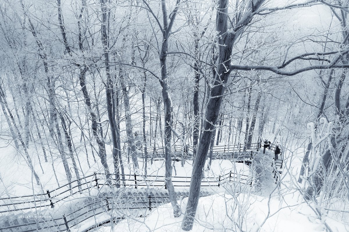 Frosty! ❄️
#montreal #mtlmoments #montroyal #mountroyal