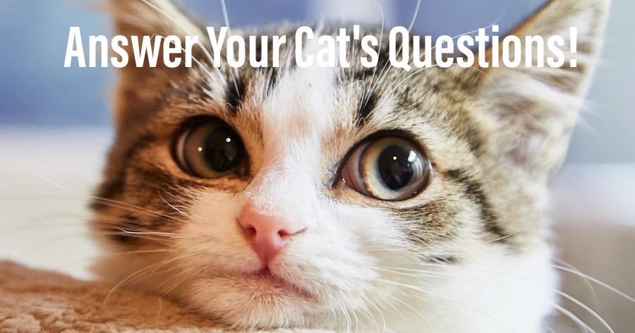 holiday_moons's tweet photo. It’s time to Answer Your Cat's Questions! We are pretty sure that most of their questions revolve around how adorable they look while trying to destroy the few earthly possessions you have. #holidaymoons #holidaymoonspodcast #answeryourcatsquestionsday #answeryourcatsquestions https://t.co/icSwHfqo8P