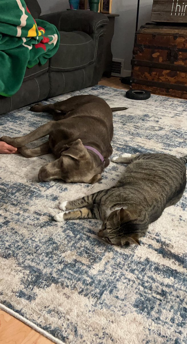 Just me hanging out with my buddy Shylo. He likes to copy me. Silly cat. #dogsoftwitter #catsanddogs #CatsOfTwitter #AMTrading #1M500KLoveforPond