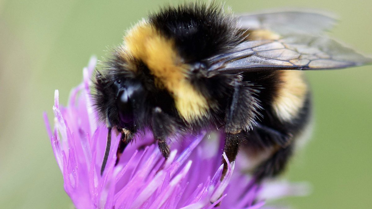 the_beeguy's tweet image. #theBeeAt3
Basic bee facts every day at 3pm.

No.61. 

Bumblebee queens prefer to hibernate in north facing slopes sheltered from the sun as these areas are later to heat up in Spring and so help prevent the queens from emerging too early.
#bees
#bumblebees