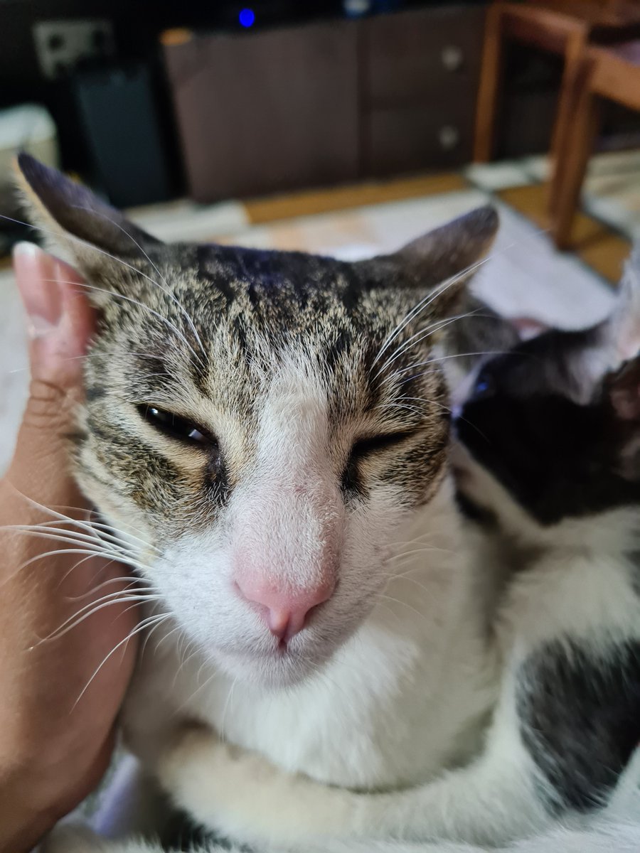 𝗦𝗮𝗻𝗶𝗹 tweet media