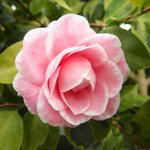 シャネルの象徴的モチーフ カメリア は日本で言う椿の事 日本ではよくあるものでも海外では珍重される例のひとつ Togetter