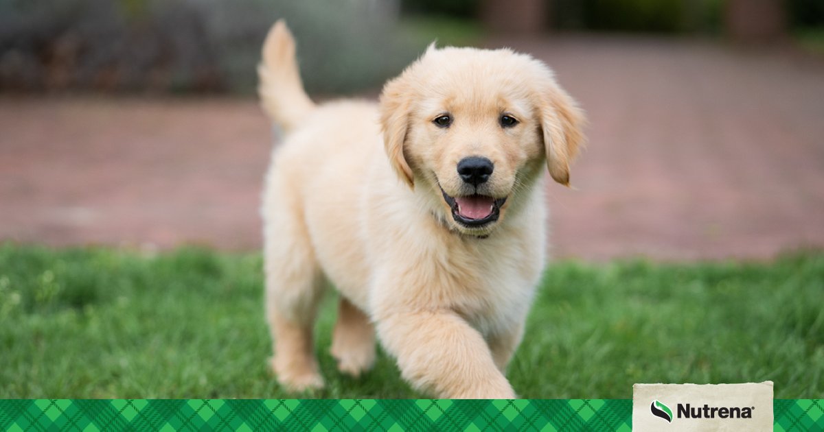 Big is beautiful! Large and giant breed puppies and adult dogs have unique needs. Learn how important the right nutrition is for large breed dogs. bit.ly/3rFUTI9