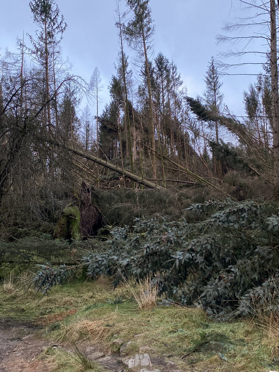 36clare's tweet photo. Walk around Claife today, lots of trees down! #claife #sawrey #hawkshead #earlymorning https://t.co/q8hnKijV6T