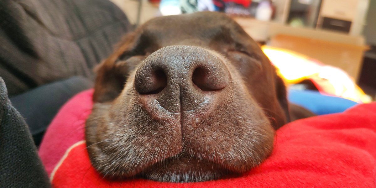 Ralex112's tweet photo. @kosovo30 @dog_feelings https://t.co/3i5UmEZx3p
