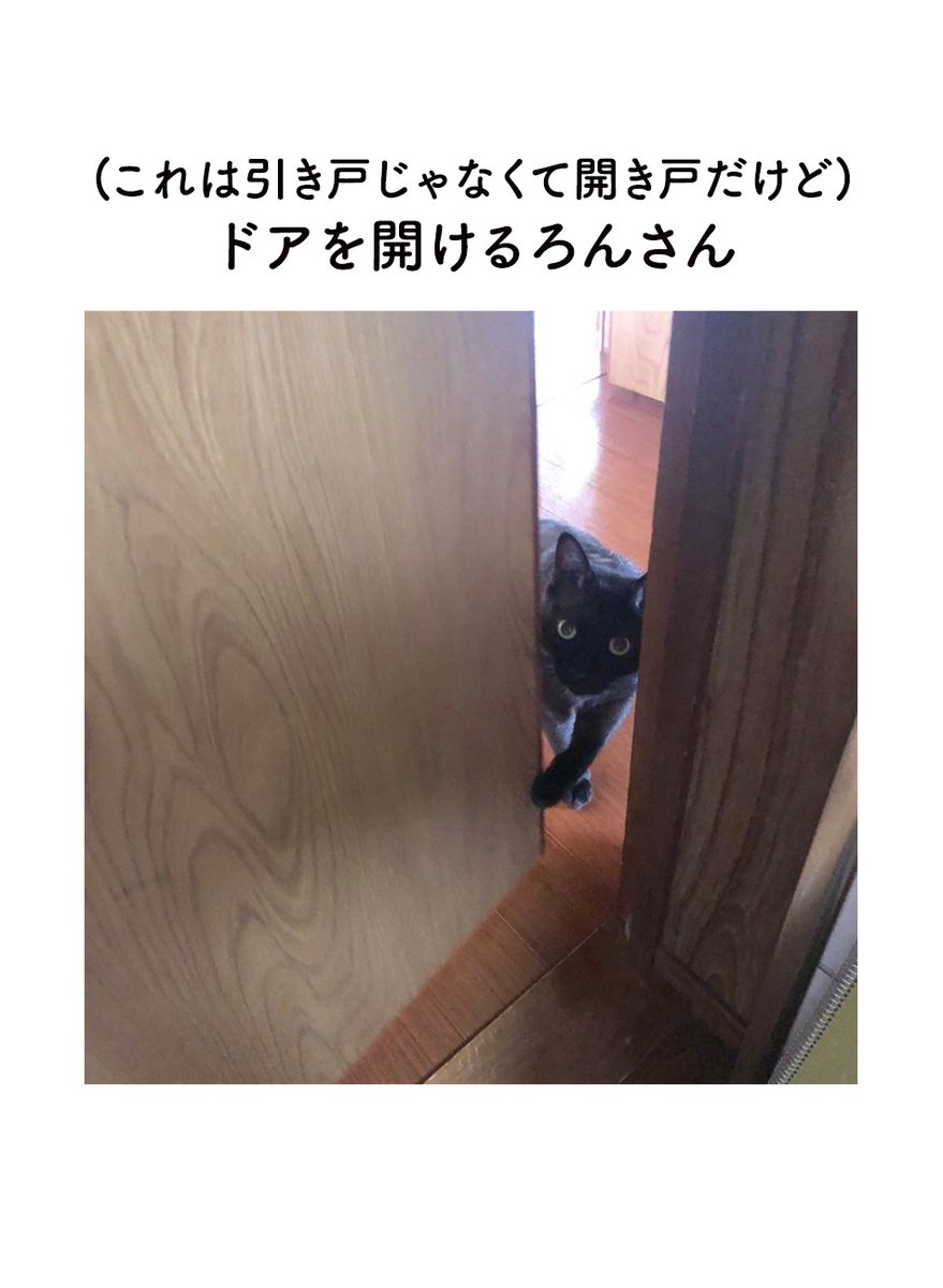 ねこ、絶対ことば通じとるな…あとお願いも結構聞いてくれるな…と確信する日々の絵日記 #ろんの絵日記 